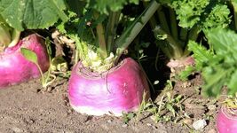 Rutabaga Seeds, American Purple Top, NON-GMO, Swedish Turnip, FREE SHIPPING - €1,36 EUR+