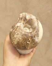 Authentic Fagesia Ammonite Fossil – Rare Moroccan Cretaceous Fossils Amm... - $671.74 MXN