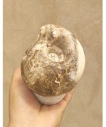 Authentic Fagesia Ammonite Fossil – Rare Moroccan Cretaceous Fossils Amm... - $51.57 CAD