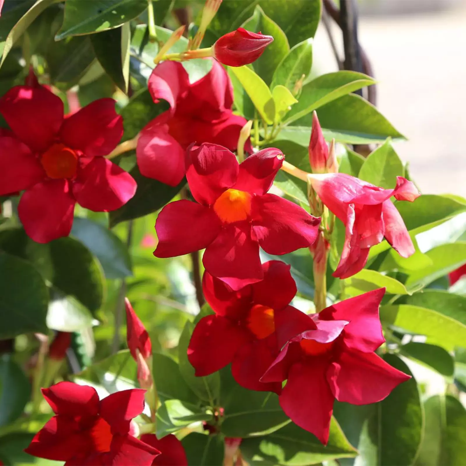 Red Mandevilla 10-20in Starter Plant - Live, Ship No Pot, Bright Red Blooms - $41.70