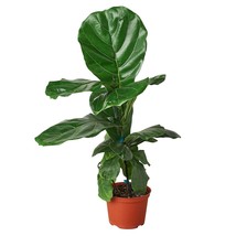 Ficus Lyrata &#39;Fiddle Leaf Fig&#39;-6&quot; Pot - $947.74 MXN