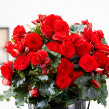 3 Begonia - Giant Ruffled Red Flower Bulbs - Gardening - £40.11 GBP