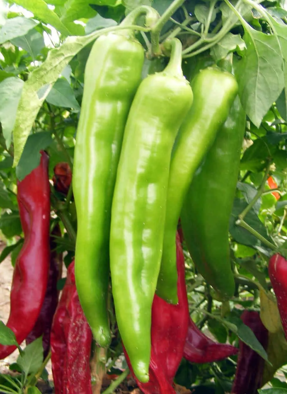 HGBO 50 New Mexico Big Jim Chili Pepper Seeds, Numex, Hatch, Ristra Bulk... - $8.53