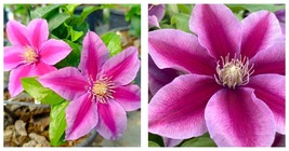 Poseidon Clematis Vine - Shades of Pink &amp; Hot Pink - Fragrant - NEW! - 2... - £37.56 GBP