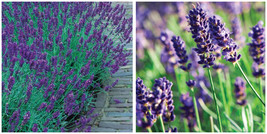 Munstead Lavender Herb - Perennial - Relaxing - Live Plant - Quart Pot - £30.99 GBP
