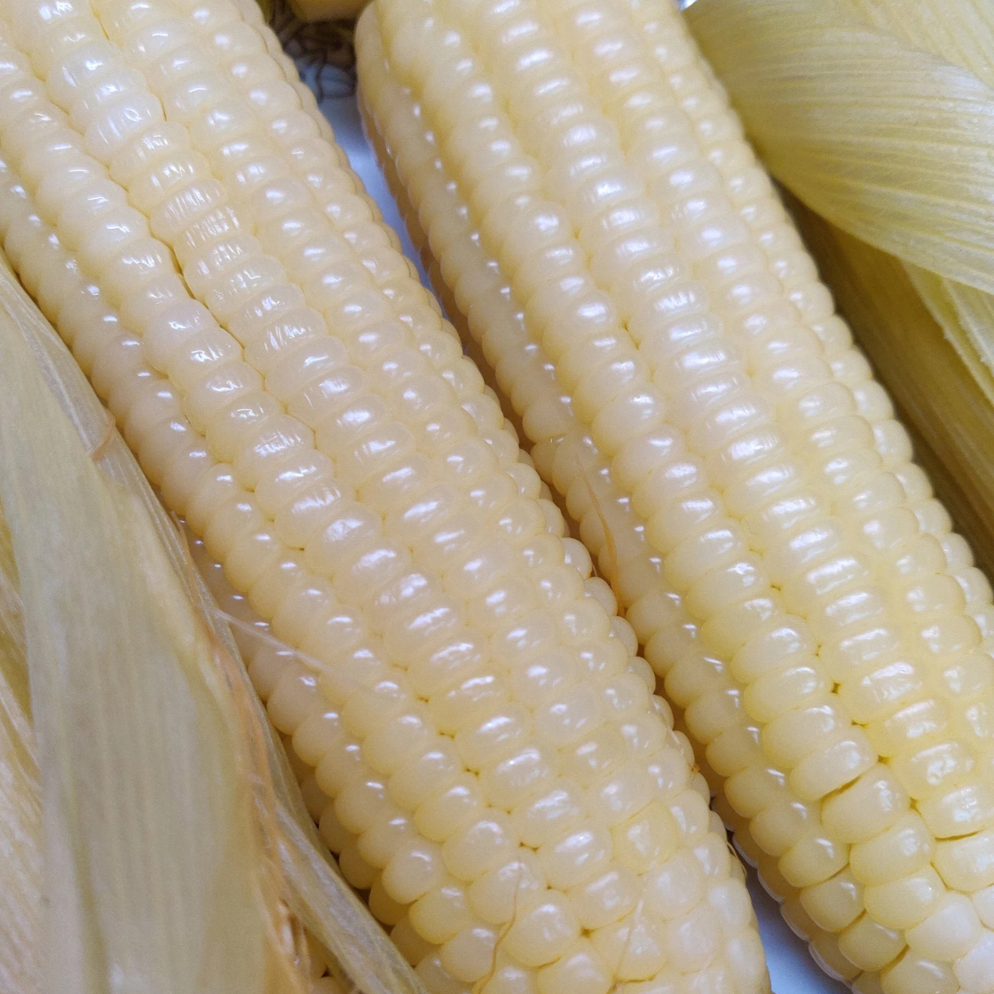 Fruits and Vegetables Silver Glutinous Corn White Waxy Corn - 10 Seeds Item image 2