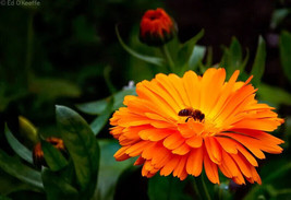 Calendula Fiesta Gitana Dwarf Mix Marigold Fresh Seeds - £5.96 GBP