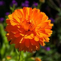 Calendula Orange King Garden Flower Plant Seed 2000 Seeds USA Fast Shipping - $19.99