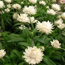 Strawflower Helichrysum white 200 NON GMO Seeds - £5.35 GBP