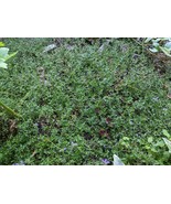 SEEDS- Creeping and English THYME Aromatic Perennial Herb for Cooking an... - $3.57+