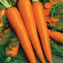 USA SELLER 1000 Imperator 58 Carrot Seeds Danver Fancy 1000 Seeds Fresh New - $11.17