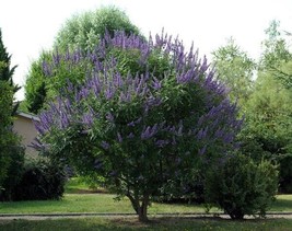 Fresh Vitex agnus-castus Monks Pepper Chaste Tree 50 Seeds US Seller - £14.87 GBP