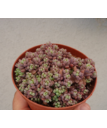 Cluster Blue Mound Sedum  Sedum Dasyphyllum Minor - £22.22 GBP