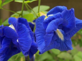 5 Pc Seeds Clitoria Ternatea Double Blue Plant, Butterfly Pea Seeds | RK - £20.14 GBP