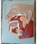 New 8 x6 Human face Model, shows mouth and neck under skin surface ALMAY... - $33.61 CAD