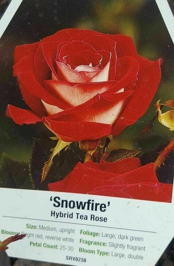 Primary image for Snowfire Hybrid Tea Rose 1 gal Red White Bush Plants Shrub Plant Fine Roses