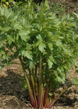 300+Lovage Seeds Celery Fennel Parsley Flavor  Culinary Herb Perennial USA - £8.82 GBP