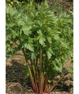 300+Lovage Seeds Celery Fennel Parsley Flavor  Culinary Herb Perennial USA - £8.75 GBP