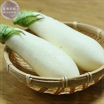 Asian White Eggplant Seeds 100 Seeds Big Organic Vegetables E4082 - $6.98