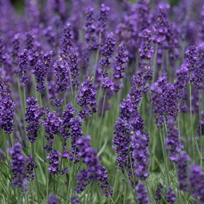 Vera Lavender Seeds Organic Fresh Gardening Item image 2