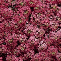 USA Seller Alyssum Seeds Wonderland Deep Rose Ground Cover 2000 Seeds Fa... - $27.20