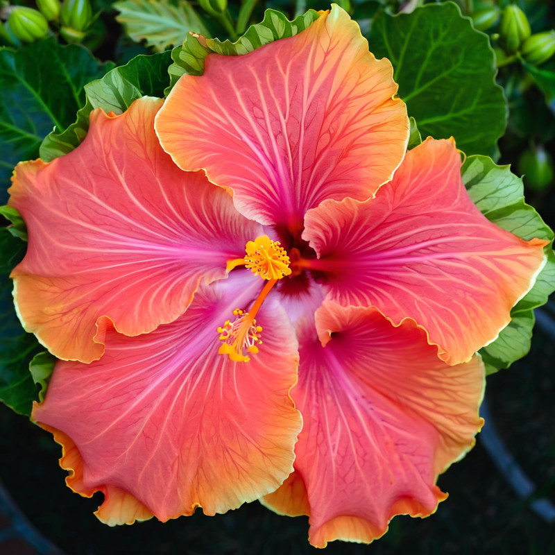 KKG 20 Yellow Pink Hibiscus Seeds Flower Perennial Bloom US Seller - $18.37