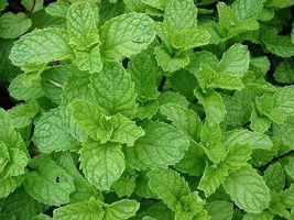 4 Live Rooted Plants Spearmint Mint (Mentha spicata) Wild Grown Organic USA - £15.89 GBP