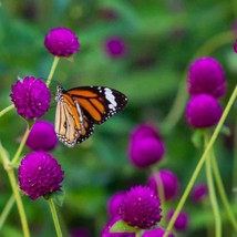 New Fresh Seeds Gomphrena Seeds Purple Globe Amaranth Flower Seed 1000 Seeds - $11.06