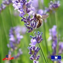 Lavender 350 Seeds Common English (Aka Vera) Non-Gmo Garden Usa Shipping - £4.61 GBP