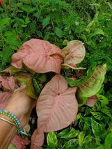 Pink Syngonium Podophyllum Arrowhead Live Plant - £13.79 GBP