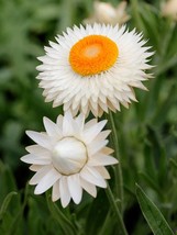 60 Strawflower White Everlasting King Size Helichrysum Deer And Rabbit Resistant - £11.21 GBP