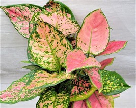 AWS Aglaonema Wishes, Aglaonema Pink Lady Valentine , Chinese Evergreen in 4&quot; Po - $32.99