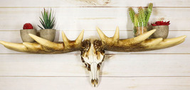 Rustic Western Moose Elk Skull With Point Hook Antlers Wall Floating She... - £47.20 GBP