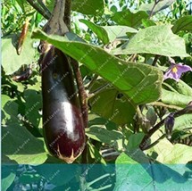 NEW 100PCS Purple Eggplant Seeds Italian Eggplant NEW Aubergine Organic Fruit Ve - £6.29 GBP