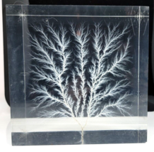 Vintage PLANT Specimen Encased in Lucite Acrylic Block 6x6x3 - £23.09 GBP