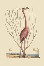Flamingo by Mark Catesby - Art Print - £17.23 GBP+