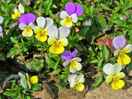 50 Seeds Light Johnny Jump Up Viola Grow Gardens Fast With Heirloom - $8.35