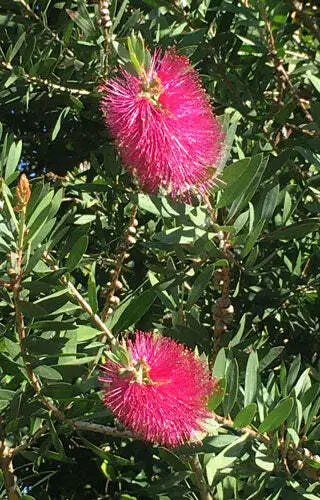 Callistemon Salignus &#39;Eureka&#39; Pink Bottlebrush 20 Seeds Garden - £28.61 GBP