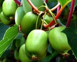 Kiwi Berry (Actinidia Arguta Issai) Seeds | Cold Hardy | Kiwiberry Self ... - $3.05+