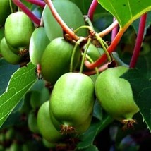 Kiwi Berry (Actinidia Arguta Issai) Seeds | Cold Hardy | Kiwiberry Self Fertile - £2.40 GBP+