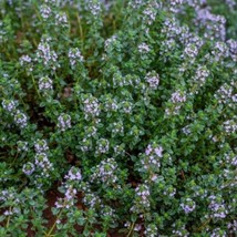 500 Seeds Thyme German Winter Purple Garden Herb Fragrant Edible Heirloom Nongmo - £7.96 GBP