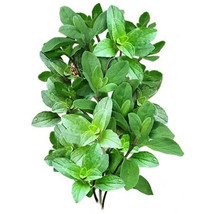 VC Italian Oregano 500 Organic Seeds Heirloom Perennial Non Gmo Grown In... - $10.87