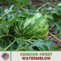 25 Seeds Crimson Sweet Watermelon Heirloom Seeds For Fast Beauty - $8.35