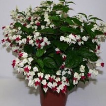 Rooted Starter Plant BLEEDING HEART Clerodendrum thomsonia~White &amp; Red Blooms - £26.54 GBP