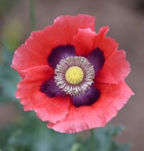 HSeeds 400 Red Poppy Seeds Ornamental &amp; Culinary Annual, Organically Grown, Free - $3.02