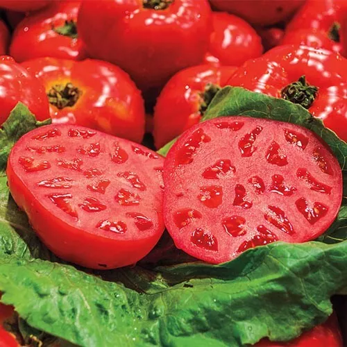 CLK 50 Red Rave Tomato Tomatoe Vegetable Garden Edible Canning Vegetable Seeds - $8.96