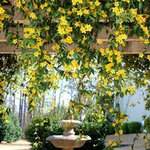 Carolina Jasmine  (Gelsemium sempervirens) 2.5“ pot size - $38.00