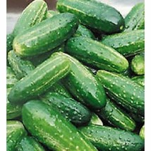 USA Seller Bush Pickle Cucumber Seeds Fast Shipping - $12.80