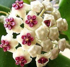 50 Seeds Hoya Carnosa Flower Seeds Milky White With Dark Red Centre Garden Beaut - £9.50 GBP