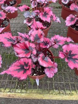 Harmony's Curly Red Robin, in a 6 inch Pot, Very Full Large Begonia rex - $32.51